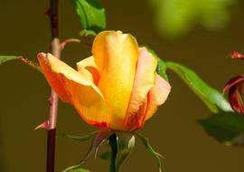 Flower Pink Petals