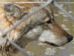 Gray Wolf Zoo