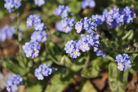 Blue Spring Flower