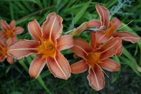 orange lilies as summer flowers