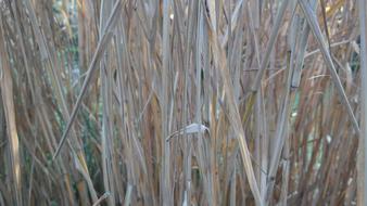 Zen Reeds Garden