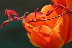 Flower Tulip Petal