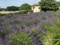 France Lavender Fields