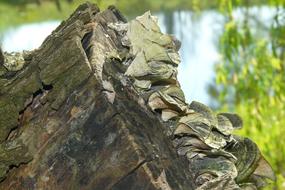 Tree Mushroom Mushrooms On