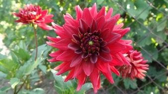 bright burgundy dahlias in the garden