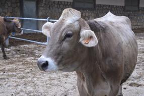 Cow Farm