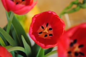 macro view of red Tulips Flowers