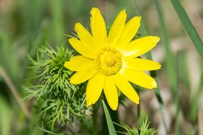 Close-up of the beautiful, blossoming, yellow flower among the green leaves