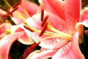 Lily lancetolistna red