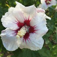 white hibiscus in the garden close-up on a blurred background