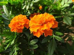 Flower Tagetes Patula Blossom close-up