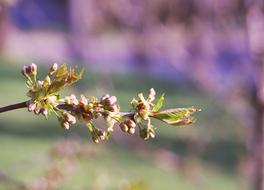 flower branch at Spring Sunlight