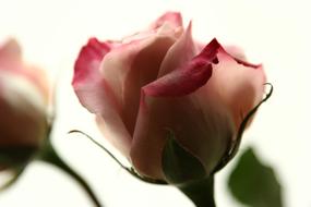 Rose Pink Flower