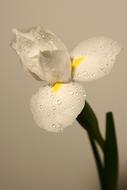 Narcissus White Flower petals