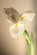 macro photo of Narcissus White Flower