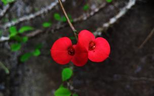 Red Flower petals at garden