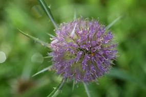 Macro Shot of purple Blossom Bloom