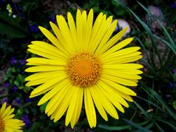 yellow aromatic chamomile