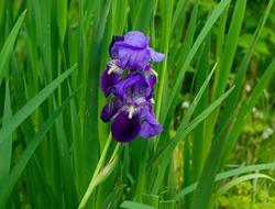 Iris Flower Purple