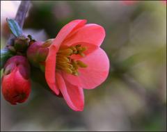 Japanese Quince Flower on a blurred background