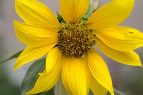 Close Up photo of yellow Flower Sunflower