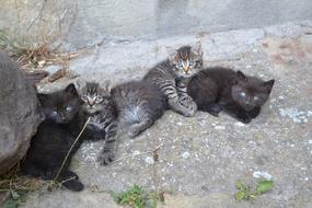 street cute kittens