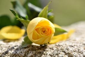 Rose Yellow Flower bud