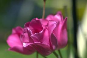 Close-up of the beautiful, blooming, purple and pink tulip flowers, at blurred background