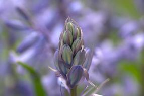 Close-up of the beautiful, blooming, purple and green flower buds in the spring