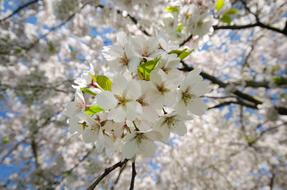 White Cherry Blossoms tree