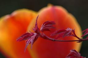 Maple Tulip Flower