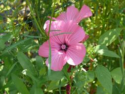 Close-up of the beautiful, blooming, pink hibiscus flowers among the green plants