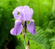 Iris Lilac Flower at spring