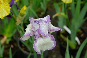 Drops Of water on Iris Flower Petals
