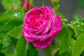 Flower Pink Petals
