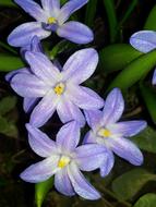 Dark purple Flowers