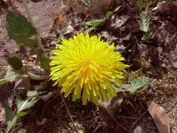 Sonchus Oleraceus Flower Spring