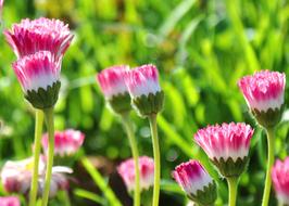 In The Morning pink Flower