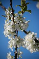 Blossom Bloom Apple