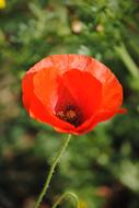 Close Up picture of Poppy Red Flower