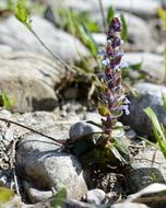 Close-up of the beautiful and colorful bugle plant with flowers, among the rocks