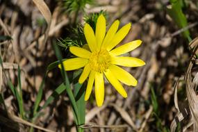 Closeup photo of Yellow Blossom Bloom in grass