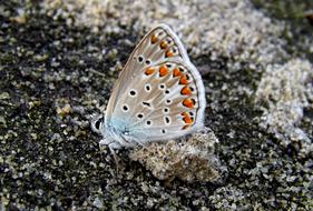 Butterfly Coloring Sand