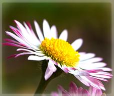 pink white spring daisy