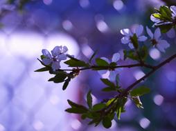 Spring Flower Tree