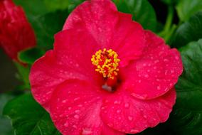 Close-up of the beautiful, blooming, red and yellow hibiscus flower among the green leaves