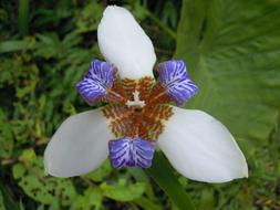 Sun Ming Shan Iris Flower