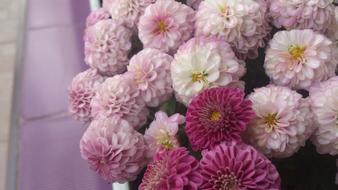 Pink Purple Flowers blossoms