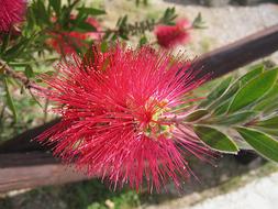 blooming fluffy flower in Italy