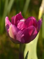 Flower Tulip Pink Evening